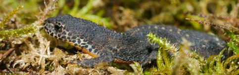 neote nische Amphibien durchlaufen keine oder nur eine unvollständige Metamorphose zum Adult-Tier; sie sind im Larvenstadium fortpflanzungsfähig.