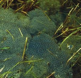 Grasfrosch Laichballen des Grasfrosches RB RB Der Grasfrosch ist in unserer Region fast geschlossen verbreitet. Er ist oft die erste Amphibienart, die sich in neuen Gewässern blicken läßt.