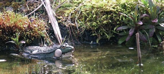 Habitat Grünfrösche leben meist ganzjährig im und am Wasser. In Deutschland leben zwei Grünfroscharten, der Seefrosch und der Kleine Wasserfrosch.