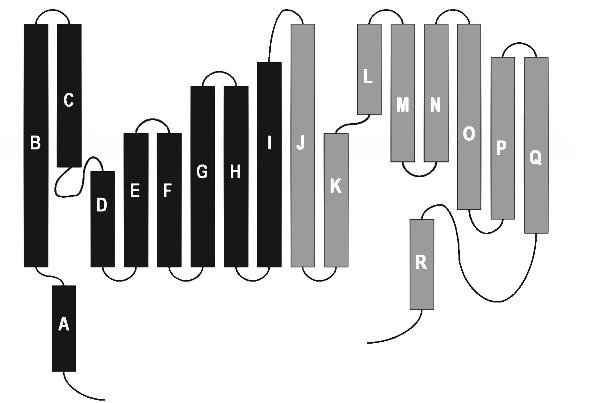 Einleitung 9 Abb. 1.2. Topologiemodell einer bakteriellen ClC-Untereinheit nach Dutzler et al., 2002 Die α-helices sind mit A bis R bezeichnet.