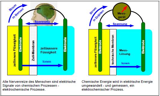 Theorie Abgasmessung 12 onsprozess noch ausgetauscht werden können, während der Sensor im Abgasmessgerät die Konzentration eines reaktiven Stoffes, hier Sauerstoff, anzeigt.
