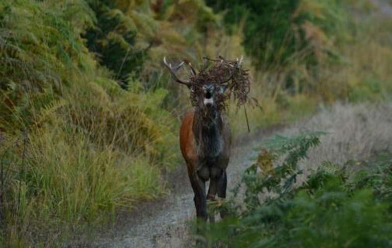 Schalenwildmanagement im Nationalpark Ziel des