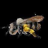 Sekunde Alter: Solitärbienen meist ein Jahr im Nest, dann vier bis sechs Wochen Flugzeit Honigbienen Nahrung: