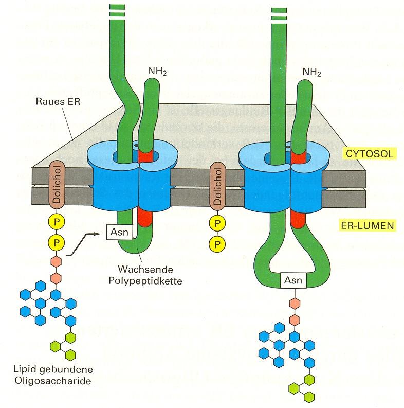 Zellorganellen Raues Endoplasmatisches Reticulum Proteinsynthese am rauen ER: core