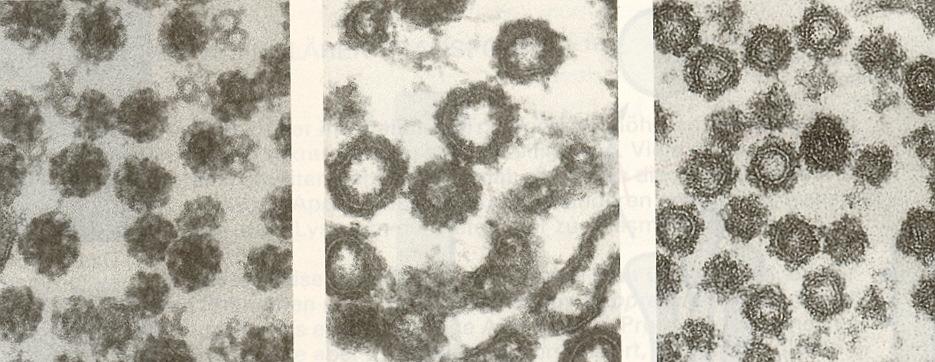 Zellorganellen Golgi-Apparat