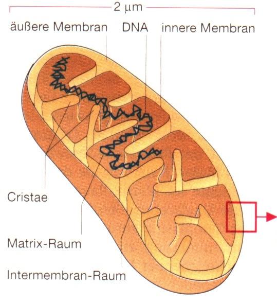 Zellorganellen Mitochondrien ca.