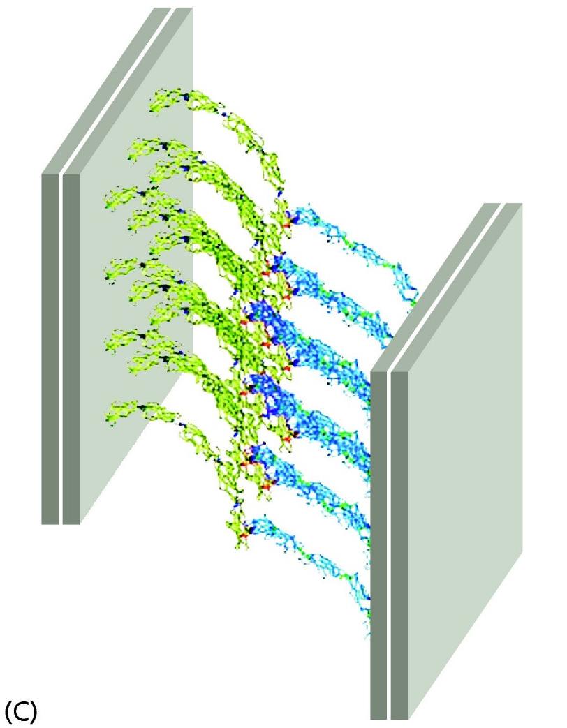 Gewebe Cadherine Biochemie