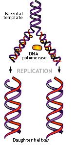 DNA Replikation Bei der Zellteilung muss die DNA schnell, effizient und korrekt vermehrt werden.