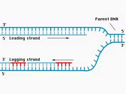 RNA-Primer Okazaki-Fragmente: Prokaryonten: 1.000-2.