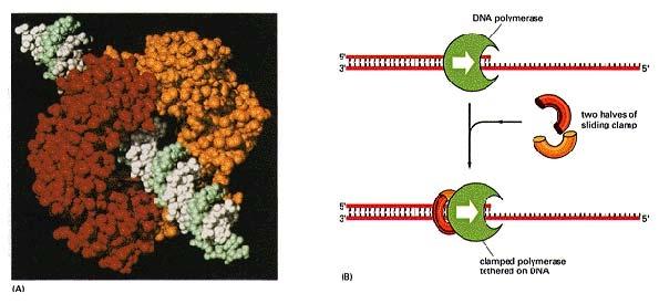 DNA-Polymerase