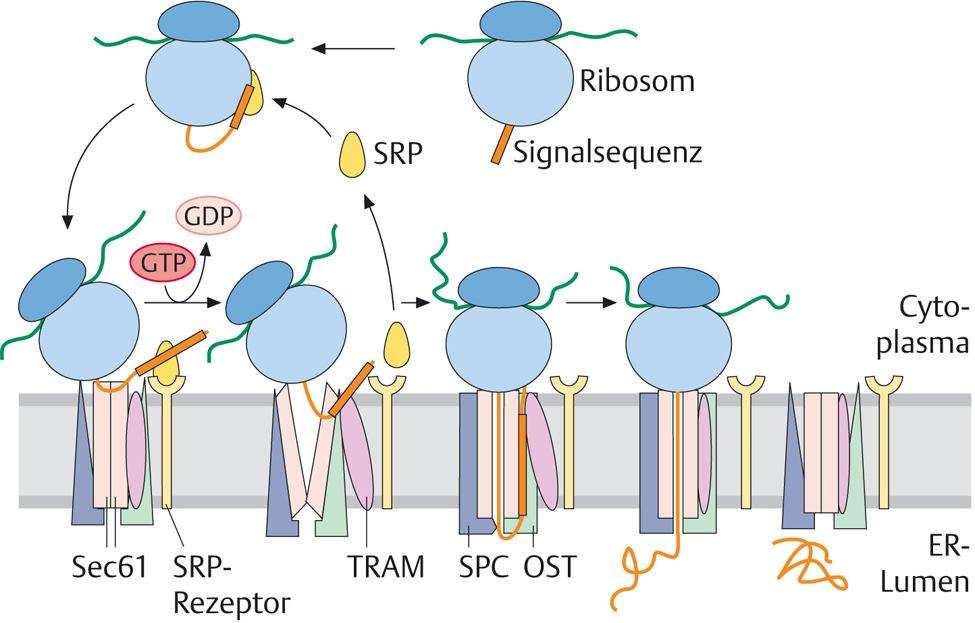 Zellorganellen Ribosomen, Raues Endoplasmatisches Reticulum Proteinsynthese am