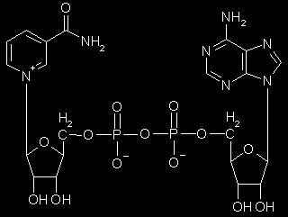 DNA-Ligase