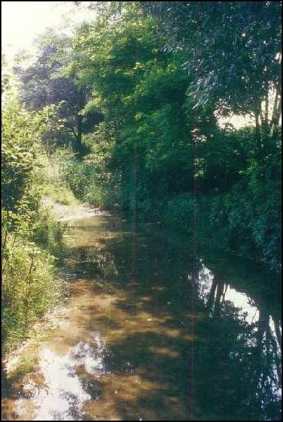 FOTOS Bachbegleitendes Gebüsch am Scheibenbach.