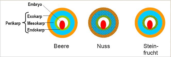 1.2. Fruchtformen Schließfrüchte Einzelfrüchte: Beere: Endo- und Mesokarp fleischig, Exokarp häutig (Abb.4 links) Nuss: Endo-, Meso- und Exokarp sklerenchymatisch (Abb.