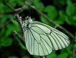 Papilio machaon (Schwalbenschwanz), Colias hyale (Weißklee-Gelbling), Colias croceus (Wander-Gelbling) und Issoria lathonia (Kleiner Perlmutterfalter): Diese als Wanderfalter bekannten Arten traten