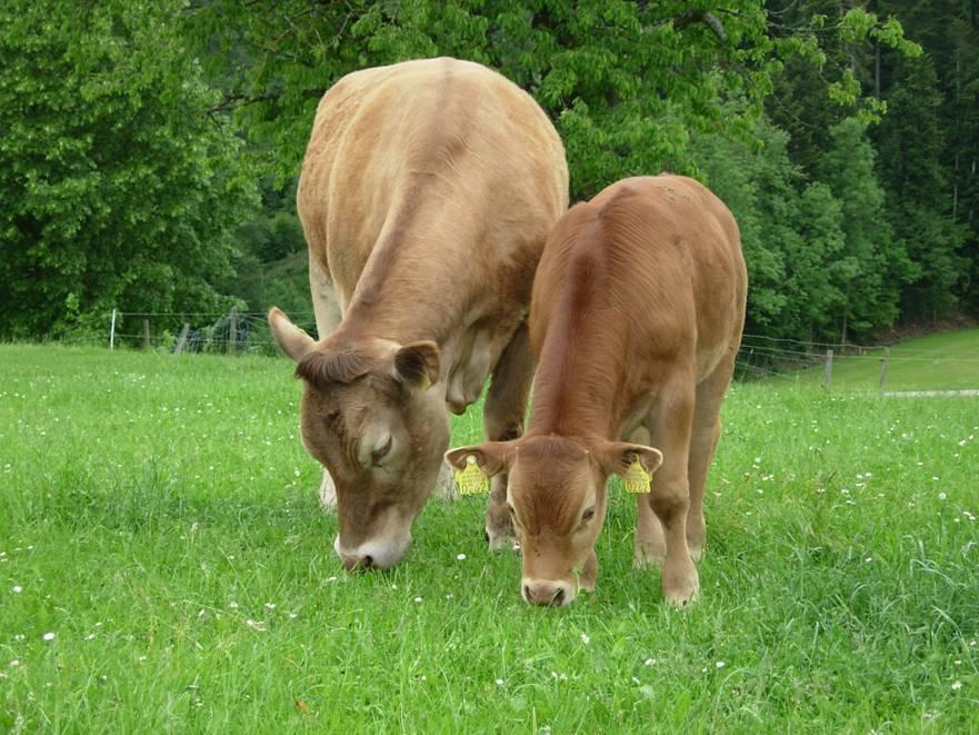 Regelung für aus Gras wird Fleisch Vorstand hat Arbeitsgruppe eingesetzt: GMF für Phase unter der Kuh