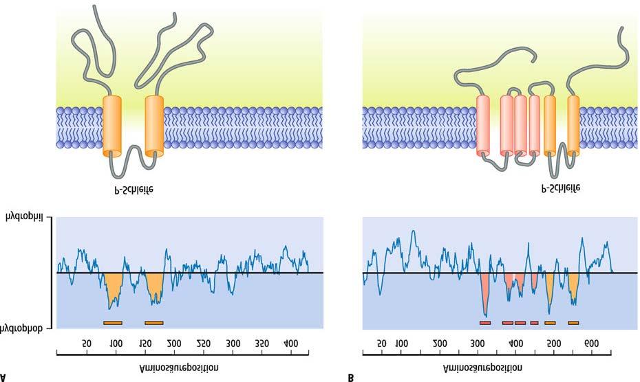 Analyse von Protein-Kristalle, um