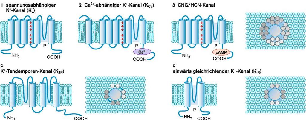 S4 hat eine größere Bedeutung: Jede dritte Position innerhalb dieser Helix ist mit einer positiv geladenen Aminosäure, Arginin oder Lysin, besetzt und verleiht dem S4- Segment damit bei