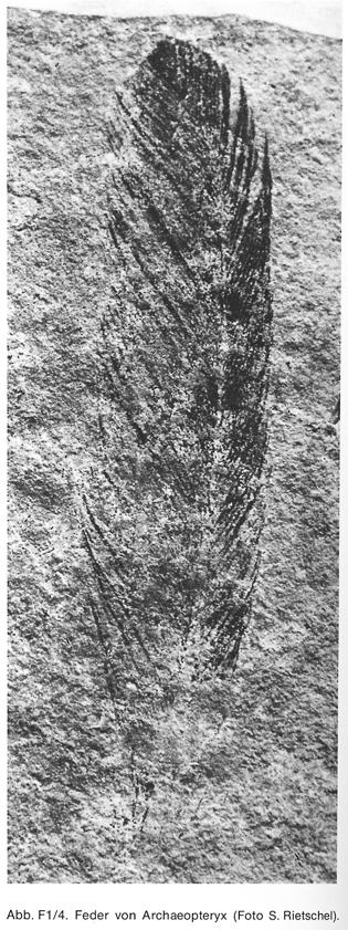 Archaeopteryx lithographica Fund-Nummer: 1 Gefunden: 1860 Ort: Gemeindesteinbruch Solnhofen Erstbeschreibung: Hermann v.