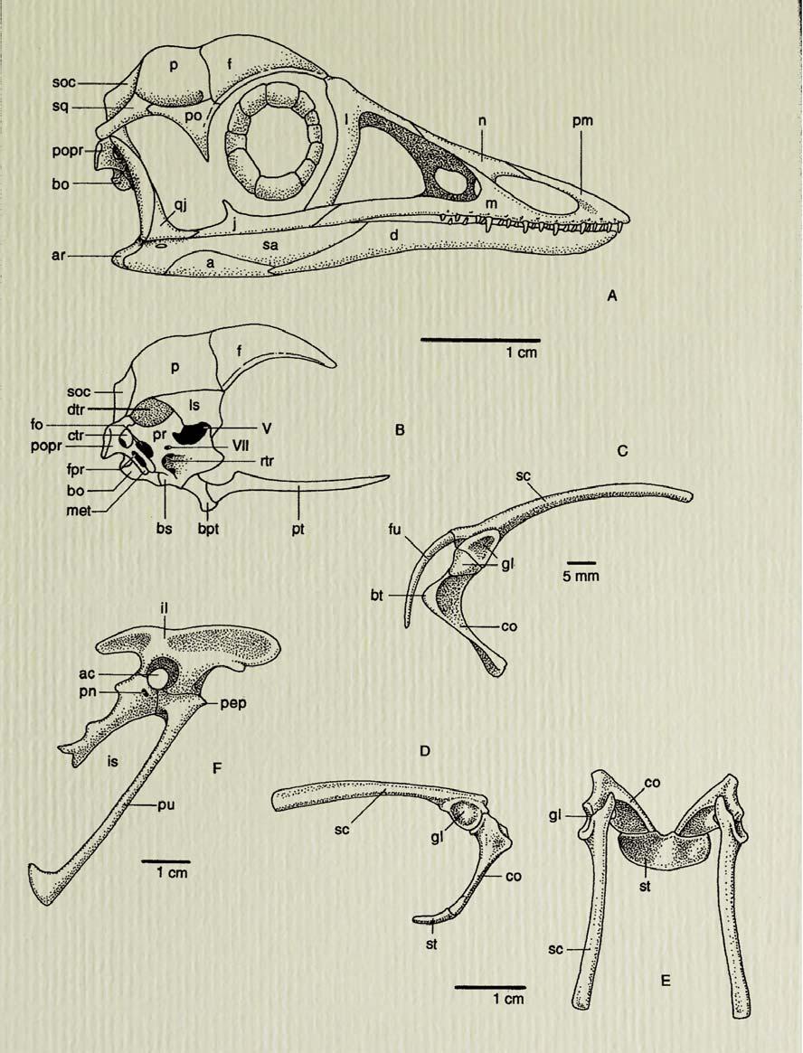 Anatomie Rekonstruktion der anatomischen Verhältnisse von Archaeopteryx lithographica nach Chatterjee.
