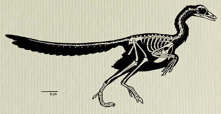 Archaeopteryx vs.