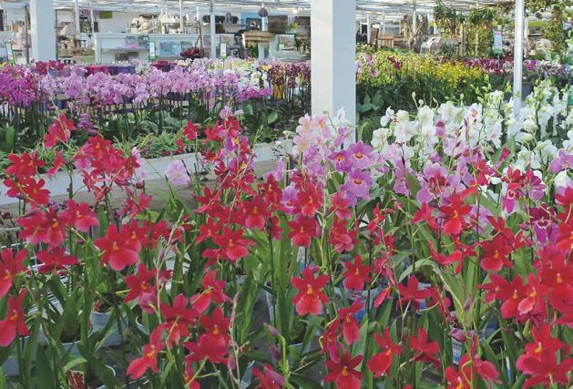 oder Samstag, 20.01. mitbringen und einlösen. l a.com GRATIS * UMTOPFEN Ihrer Orchideen vom Fachmann!