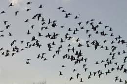 Massnahmen Vogel und Fledermausschutz Anpassung der