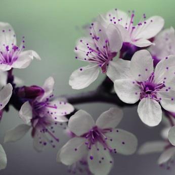 Dosierung Bachblüten bei Allergien Bachblüten und Aromatherapie Bachblüten Globuli Ablauf eines Bachblütengespräches Die Struktur des Gespräches Bachblütenanwendung bei Pflanzen