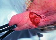 Bei dieser perforierenden Zitzenverletzung läuft Milch aus dem Wundbereich heraus (siehe Foto 35). Offene Zitzenverletzungen werden daher leicht erkannt.