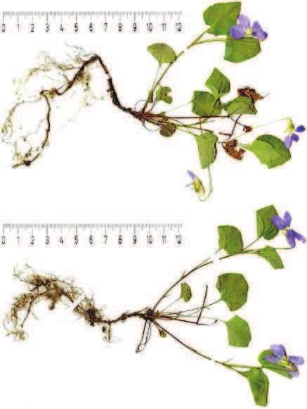 102 RegnitzFlora 103 Vorschau Exkursionen 2011 Mitteilung der Schriftleitung Auch im Jahr 2011 führen wir unsere Gelände-Arbeit mit einem vielseitigen Exkursionsprogramm fort.