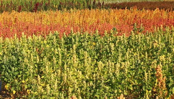 Erscheinungsbild Quinoa weist hinsichtlich ihres Erscheinungsbildes eine breite genotypische Variation auf. Die Blütenstände (Rispen) zeigen einen kompakten bis lockeren Wuchs.