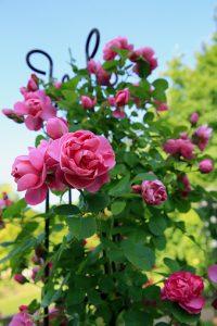 Wie es einer Königin der Blumen geziemt, verlangt die Rose Aufmerksamkeit und Pflege, wenn sie zur vollen Entfaltung ihrer Schönheit kommen soll.