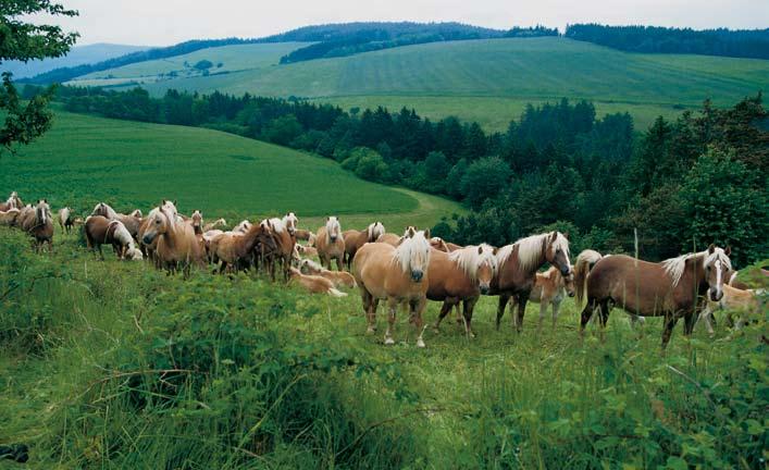 Die Pferdeweide: ökologische Bereicherung in unserer Kulturlandschaft Das Pferd ist ein Geschöpf der Natur.