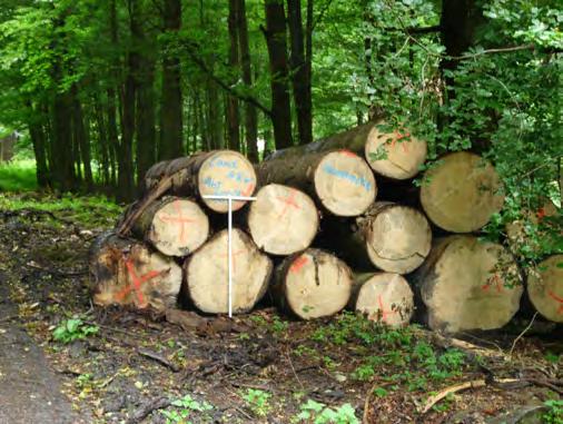 Welche Handlungsempfehlungen folgen daraus? Im Fichtenaltholz mit mehr oder weniger hohen Starkholz anteilen erfolgt ein gezielter Hieb auf die stärksten Stämme, als geführte Zielstärkennutzung.
