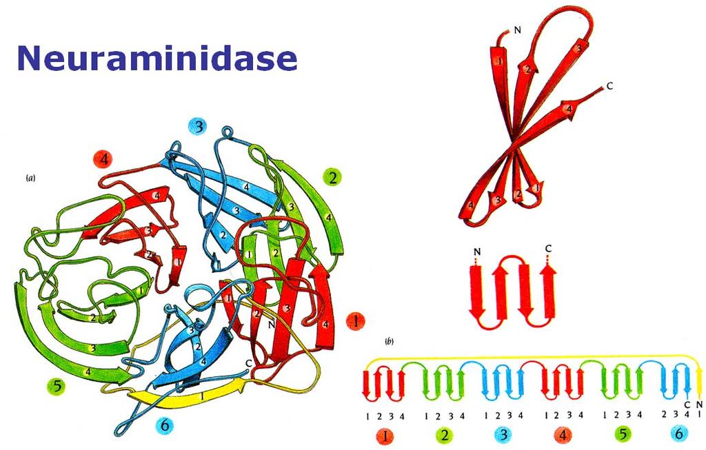 Neuraminidase Neuraminidase: Dieses Protein des Influenza