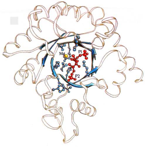 Proteine mit α/β Zylinderstrukturen können ganz verschiedene enzymatische Funktionen haben, aber meist ist die aktive Stelle am gleichen Ort und wird von Seitenketten gebildet, die keine strukturelle