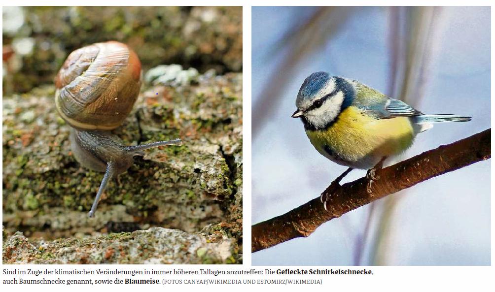 - 4 - Schnecken klettern in die Höhe Bei vielen Tieren beispielsweise ist der Trend eindeutig: Untersuchungen zeigen, dass verschiedene Arten ihr Verbreitungsgebiet deutlich in höhere Lagen