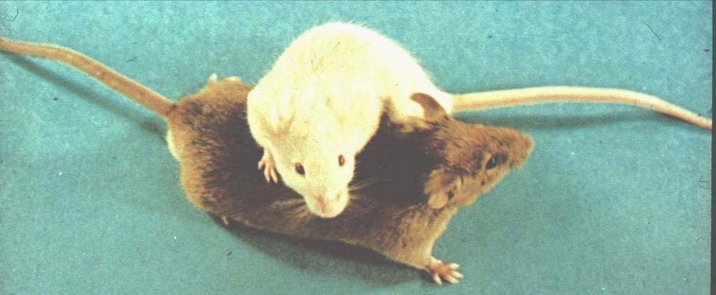 Riesenmäuse: die braune Maus enthält