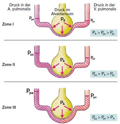 Ventilation / Perfusion Verhältnis ~ 1 5 drei Zonen