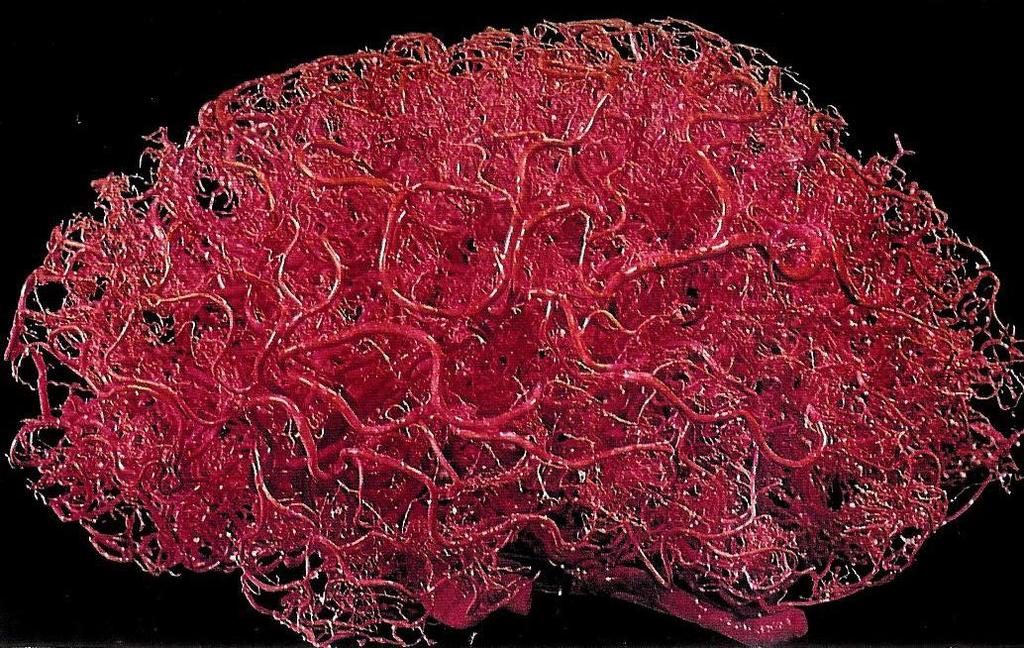 die Gehirndurchblutung Aufgaben: Gehirnmetabolismus zu unterstützen ZSF zu