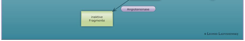 Ang I wird in das Angiotensin 1-9 gespalten, welches anschließend über das klassische ACE zu