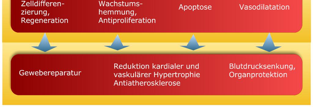 Remodelings nach Myokardinfarkt aufwiesen391. AT2-Rezeptor-defiziente Mäuse waren normotensiv, zeigten jedoch eine verstärkte Reaktion auf Ang II.