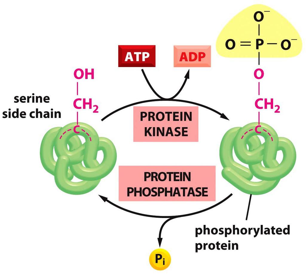 Phosphorylierung Proteinphosphorylierung kann die Enzym bzw Proteinaktivtät regulieren.