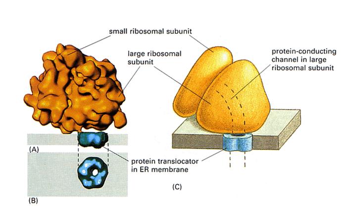 Ribosom und Sec61 Proteintranslokator Es darf zu