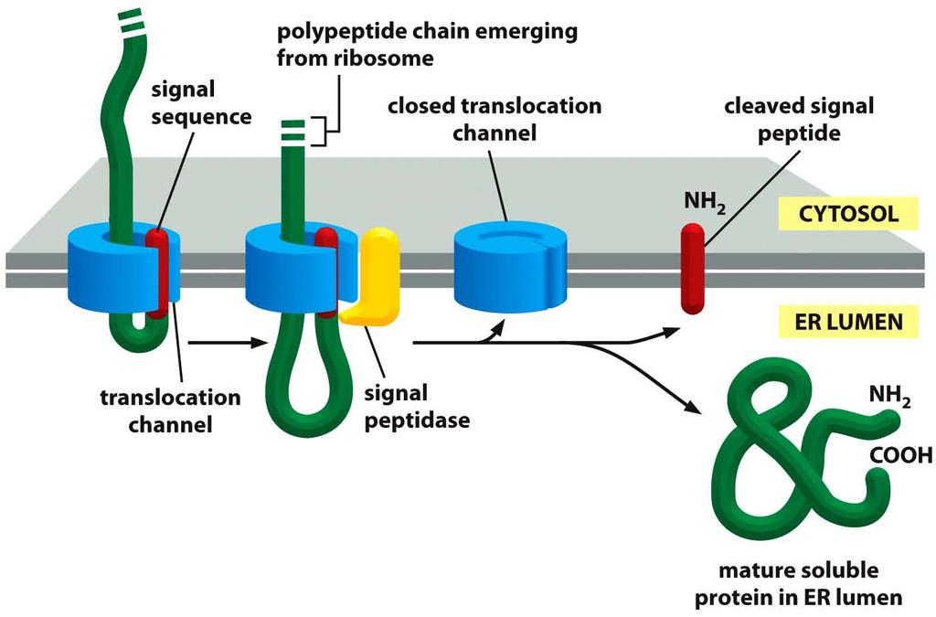 Translokation eines löslichen Proteins SRP unabhängiger Weg, posttranslationale Translokation Niedere Eukaryonten