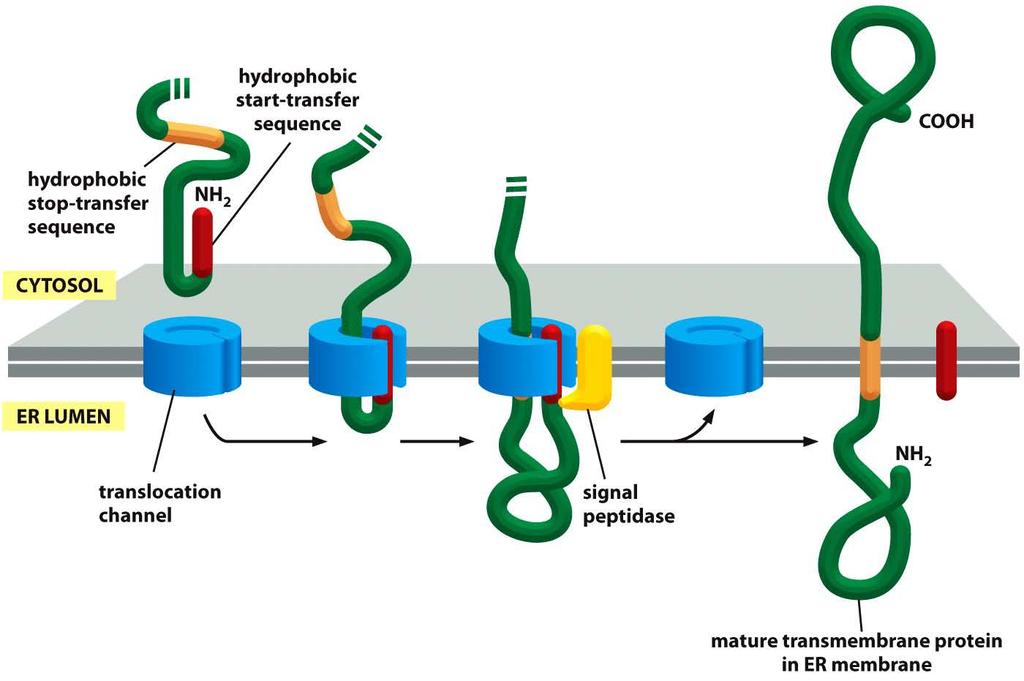 Translokation eines Einpfad-Transmembranproteins Hydrophobe Transfer Stoppsequenz sorgt für Anhalten, wird vom