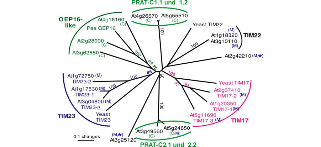 Einleitung Die PRAT-Proteine zeigen eine auffällige Sequenzähnlichkeit zu Vertretern prokaryotischer Aminosäure-Permeasen (Rassow, 1999).