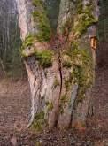geschützte Bäume Denkmalschutz Naturdenkmäler, Geschützte Landschaftsteile, Naturwaldreservat