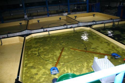CO 2 in intensive Fish production 1.