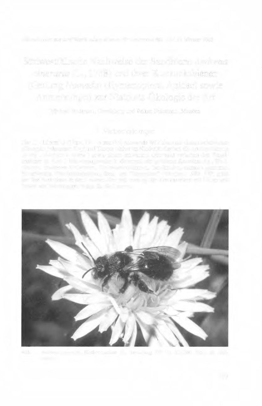 Abhandlungen aus dem Westfälischen Museum für Naturkunde 65: 123-130. Münster 2003 Südwestfälische Nachweise der Sandbiene Andrena cineraria (L.